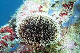 Image of White Sea Urchin