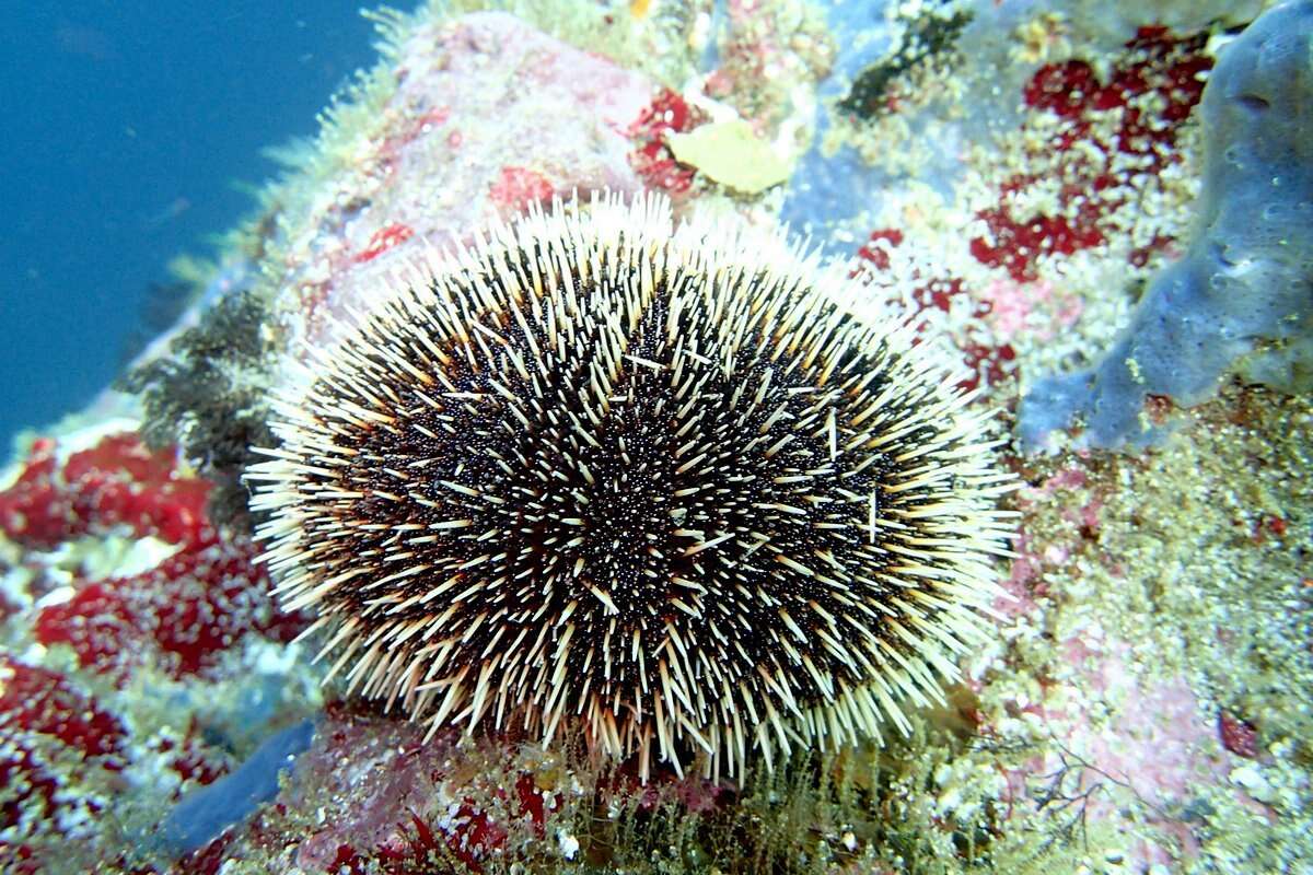 Image of White Sea Urchin