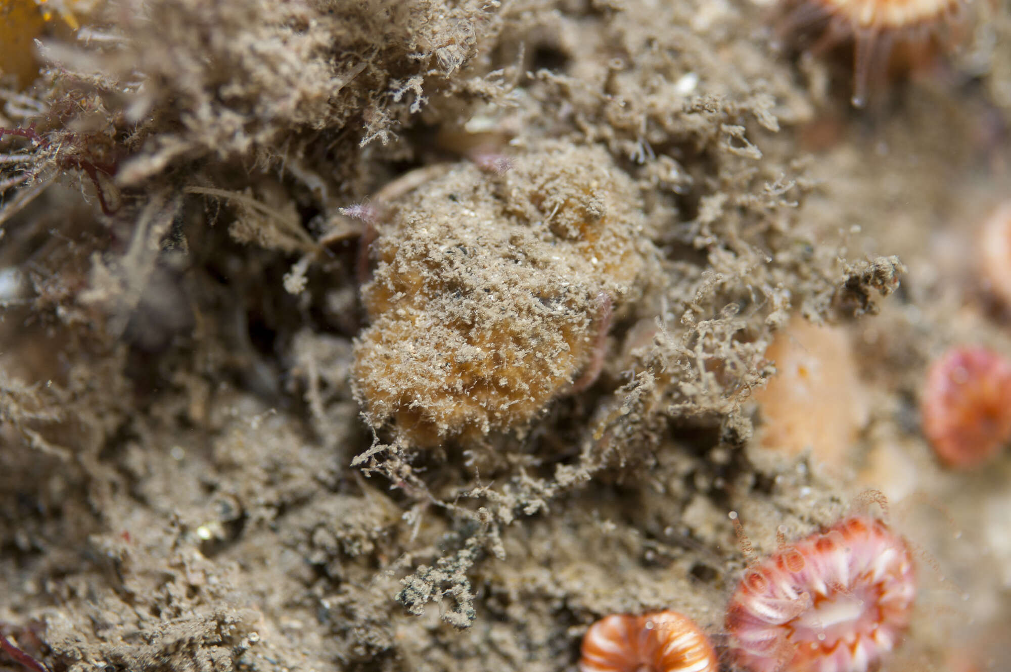 Image of Axinella parva Picton & Goodwin 2007