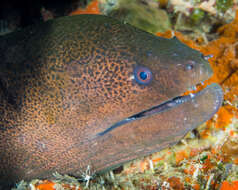 Image of Giant moray