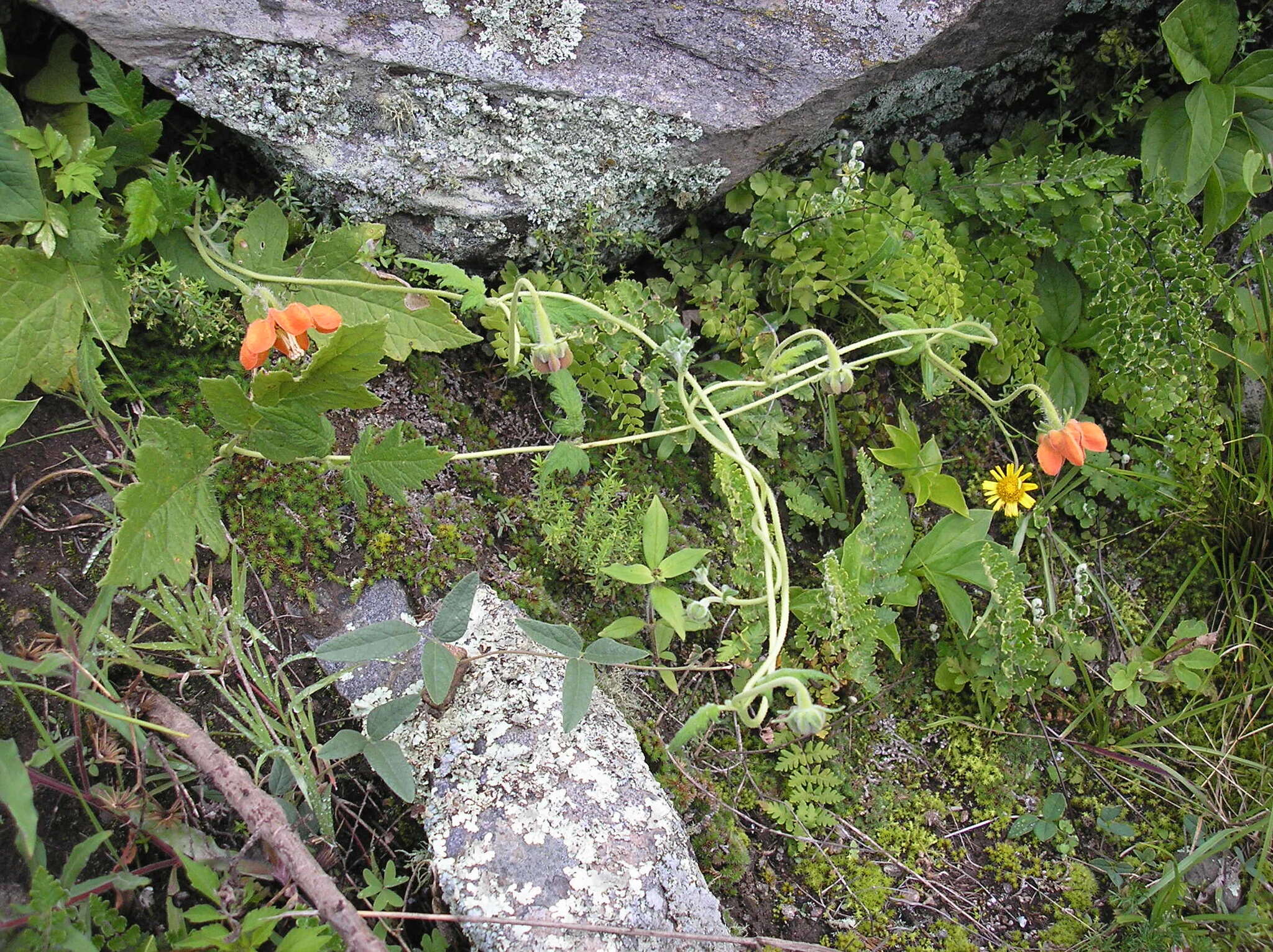 Image of Brick-Red Caiophora