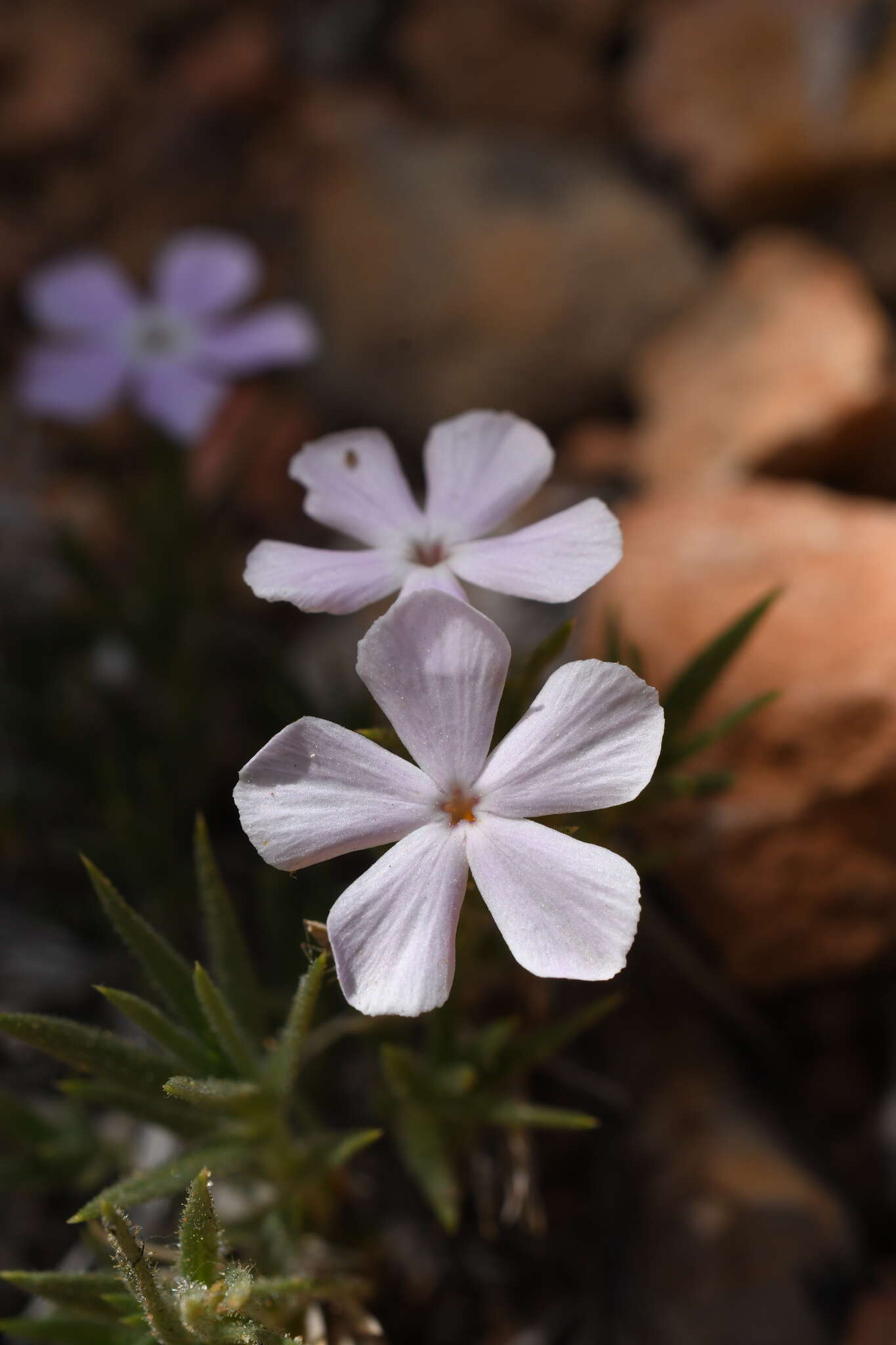 Image of musky phlox