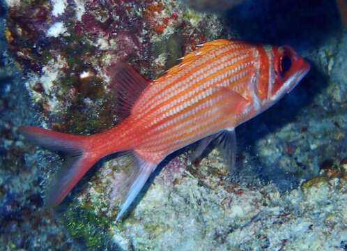 Image of Longjaw Squirrelfish