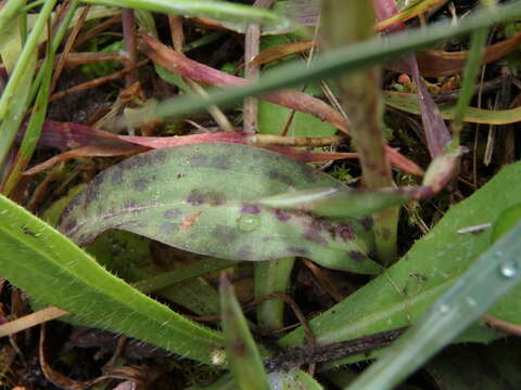 Image of Dense-flowered orchid