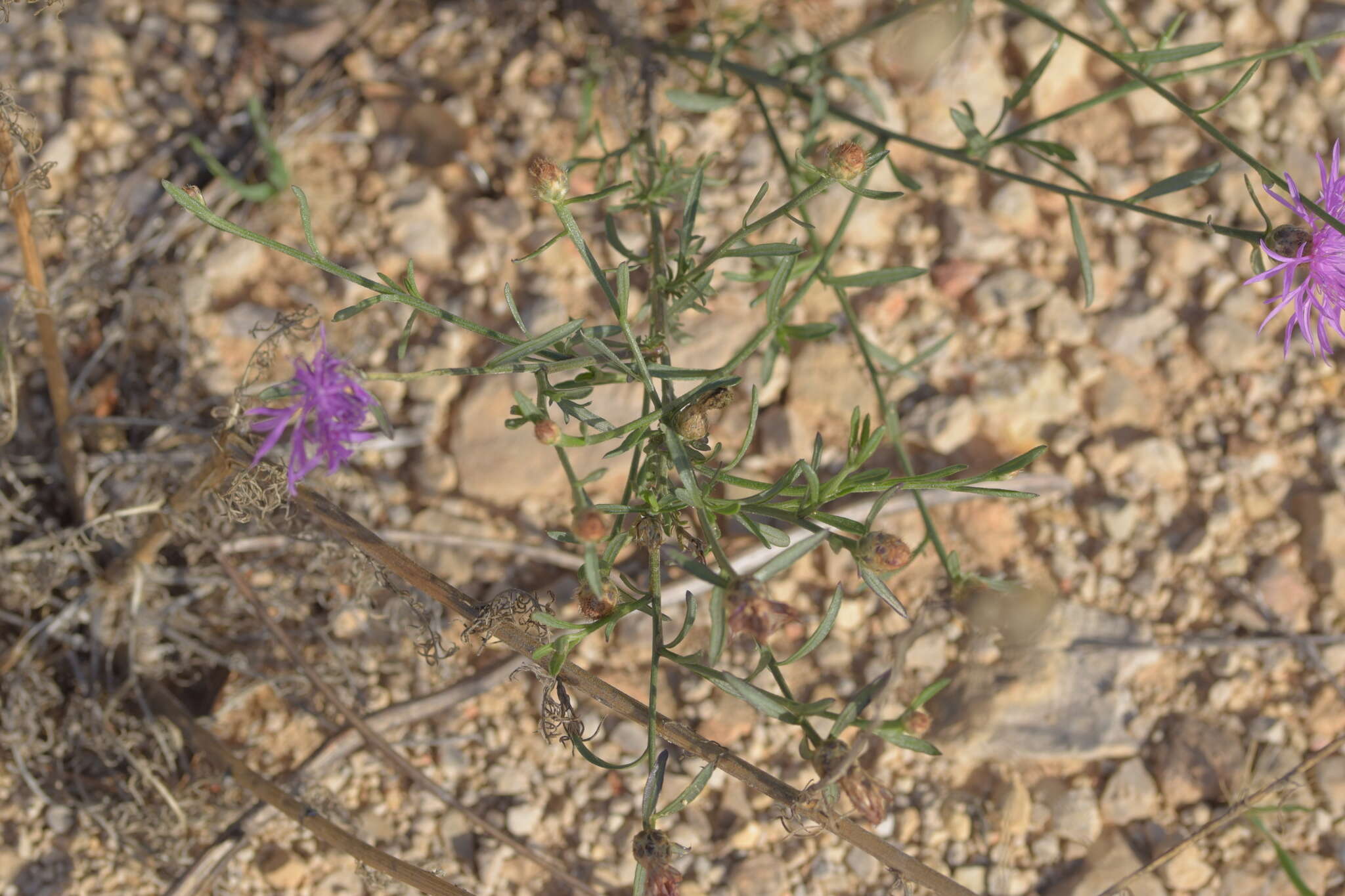 Слика од Centaurea glaberrima subsp. divergens (Vis.) Hayek