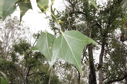 Imagem de Brachychiton populneus subsp. trilobus G. P. Guymer