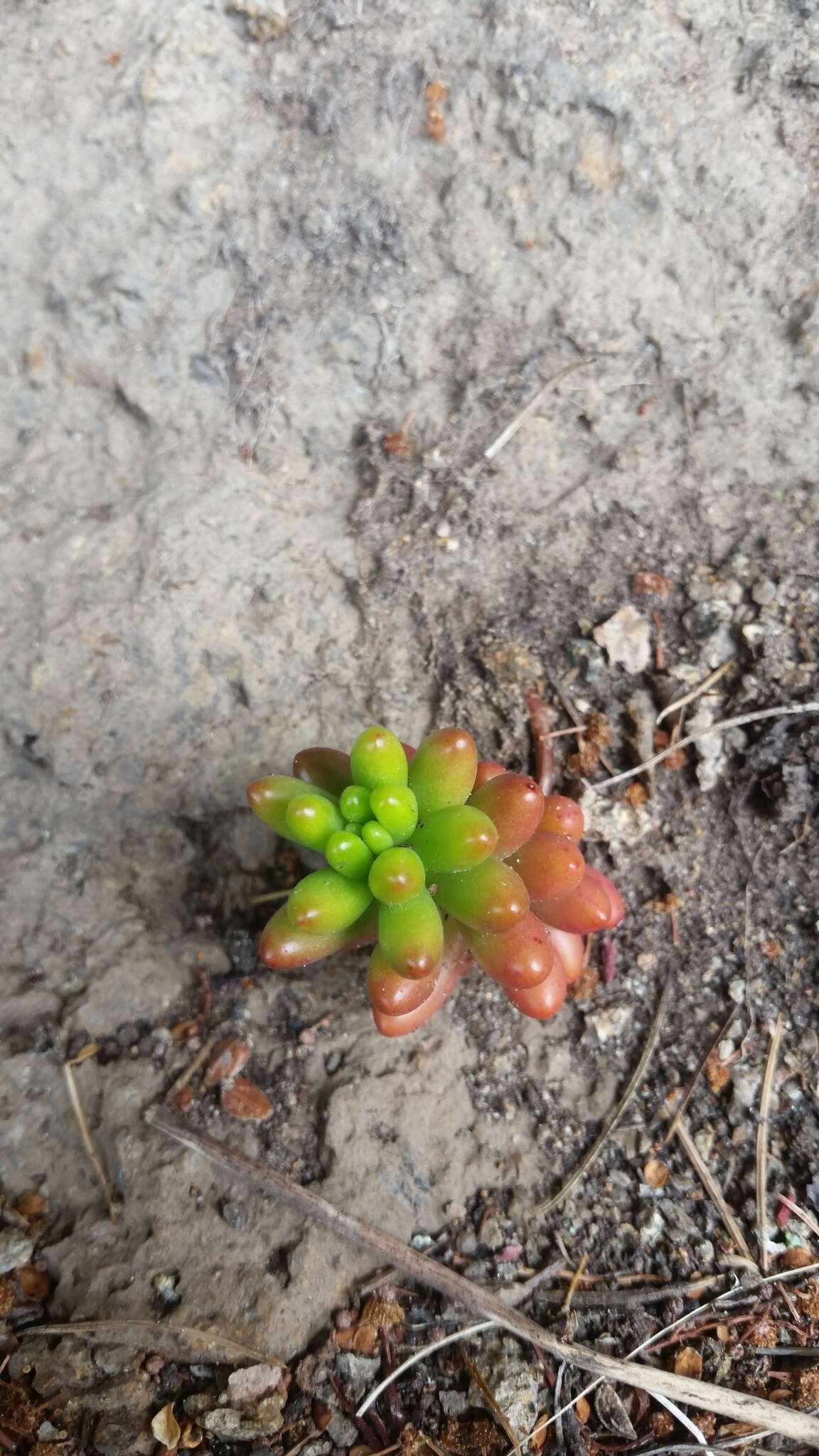 Sedum rubrotinctum R. T. Clausen resmi