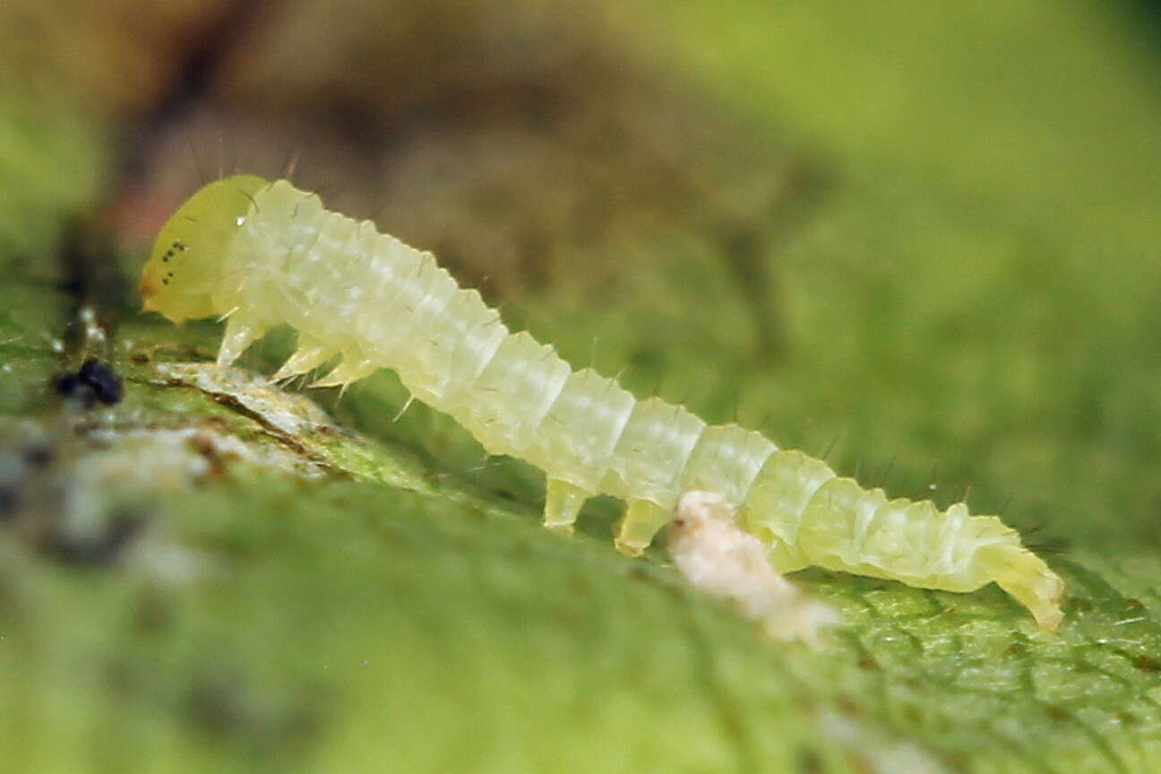 Image of green silver-lines