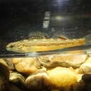 Image de Etheostoma cyanoprosopum