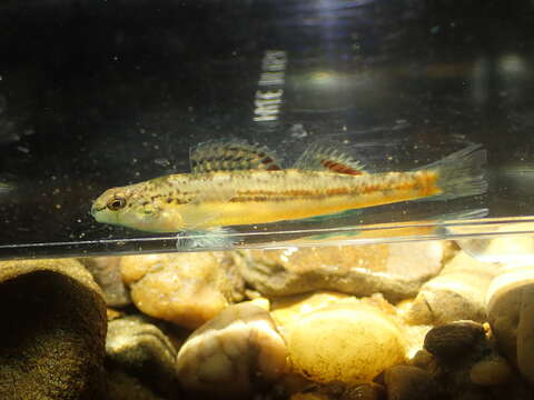 Image de Etheostoma cyanoprosopum