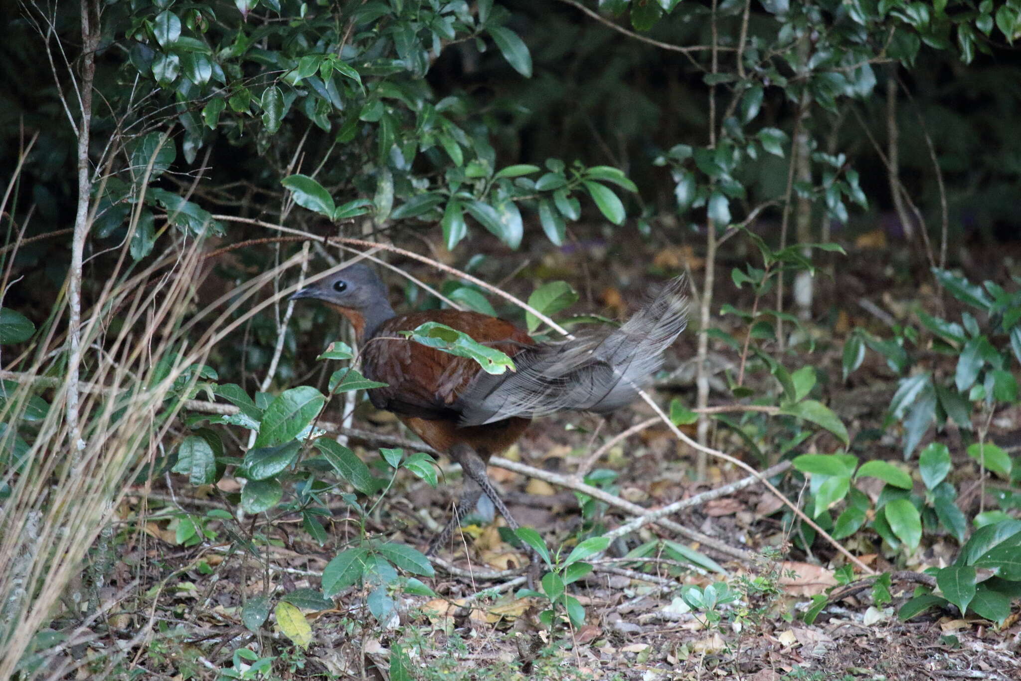 Image of lyrebirds