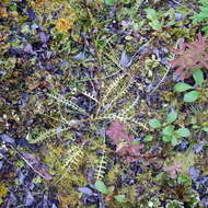 Image of Pedicularis labradorica var. labradorica