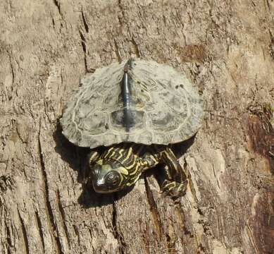 Image of Pearl River Map Turtle