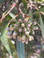 Слика од Eucalyptus albopurpurea (Boomsma) D. Nicolle