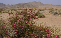 Image of Hermannia stricta (E. Mey. ex Turcz.) Harv.