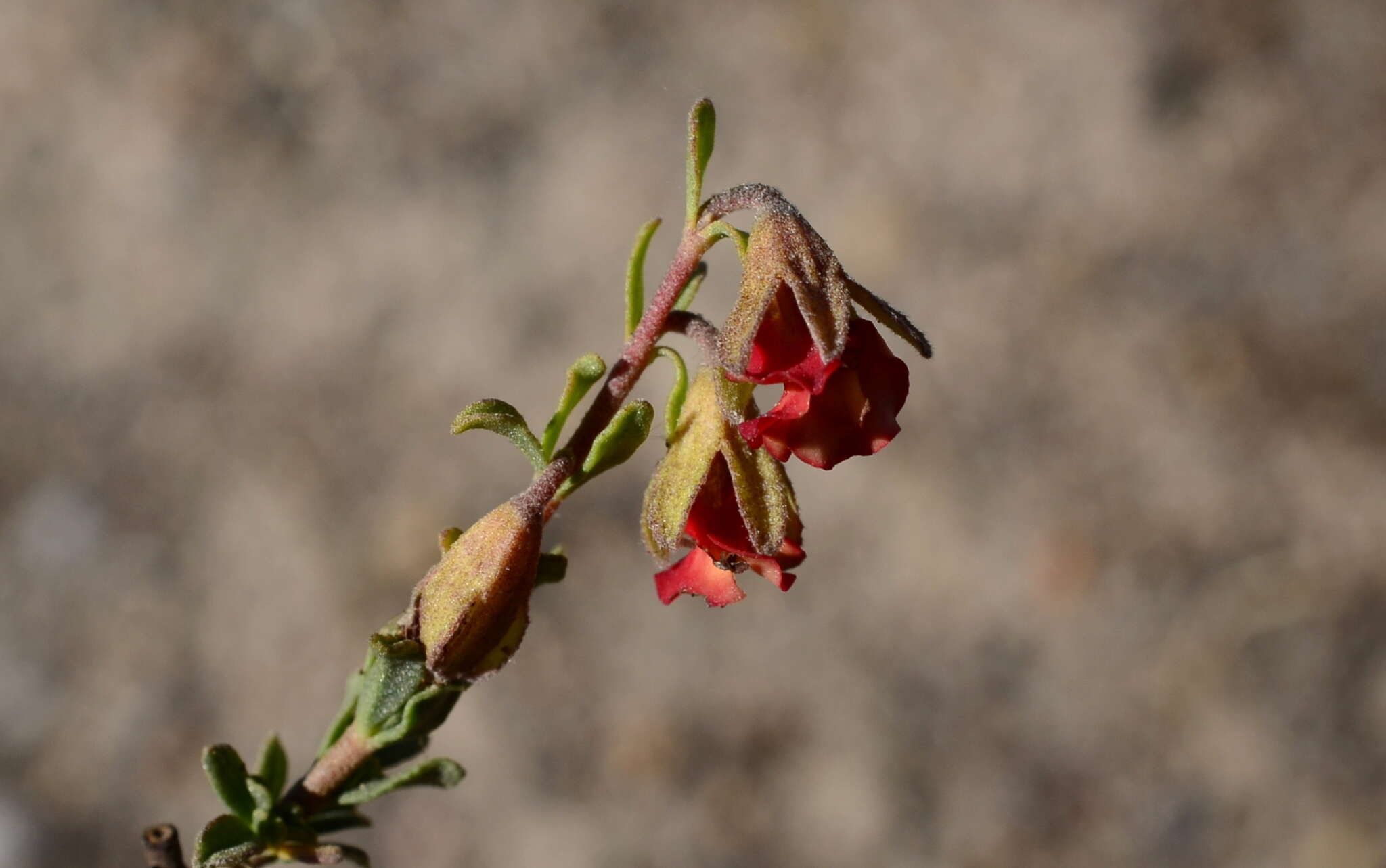 Hermannia ternifolia C. Presl的圖片