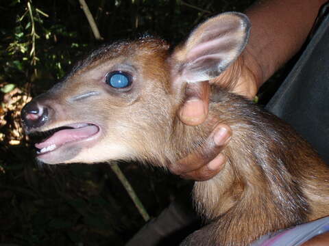 Image of East African Red Duiker