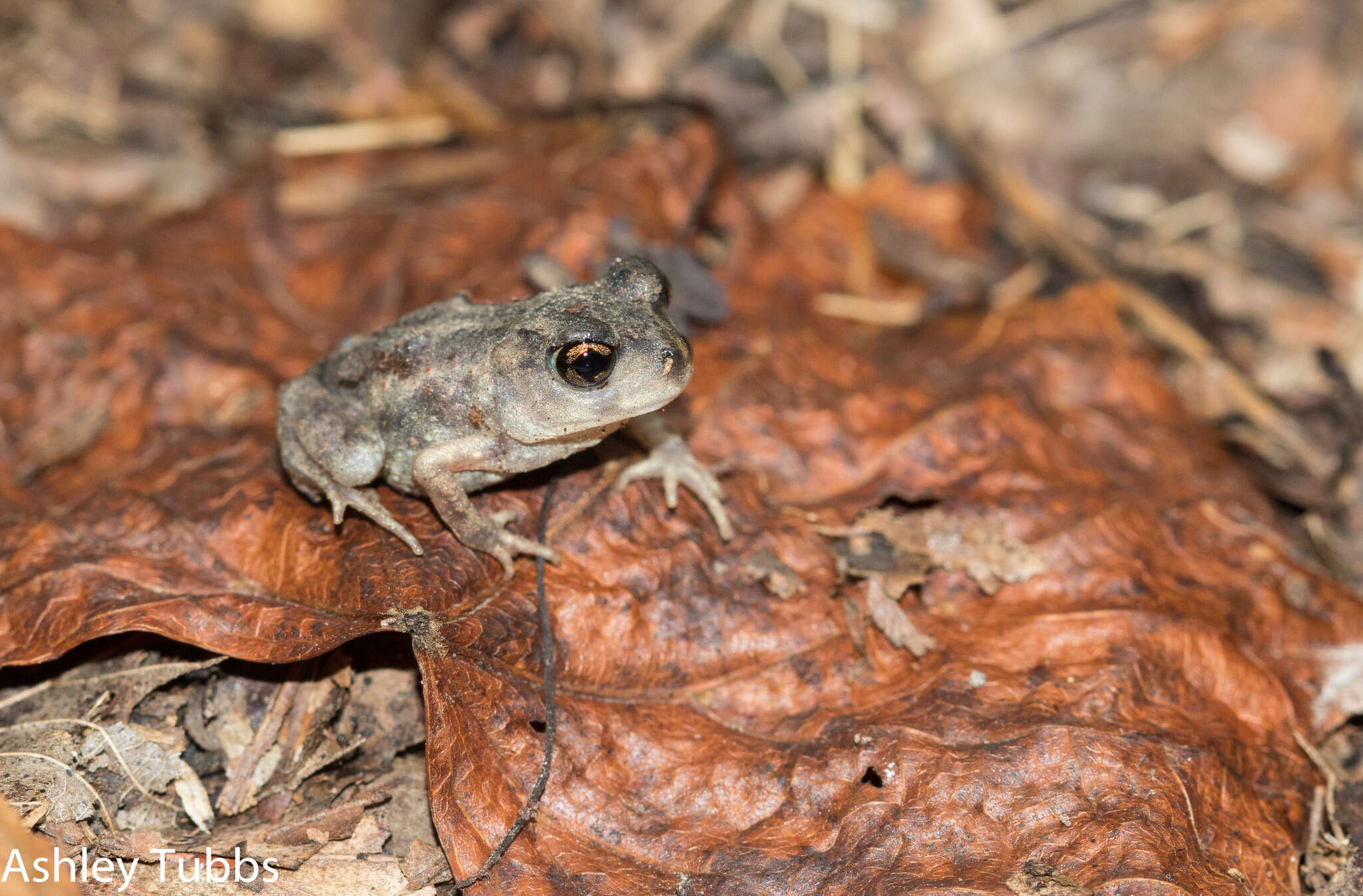 Imagem de Scaphiopus hurterii Strecker 1910