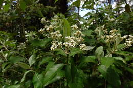 Olearia argophylla (Labill.) F. Müll. resmi