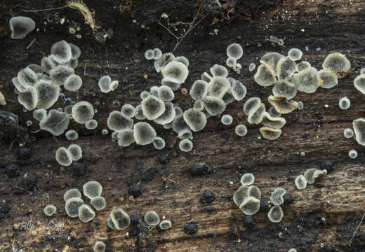 Sivun Mollisia albogrisea Gminder, Ingo Wagner, Florian Prell & Baral kuva