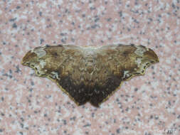 Image of Strepsigonia placida Swinhoe 1902