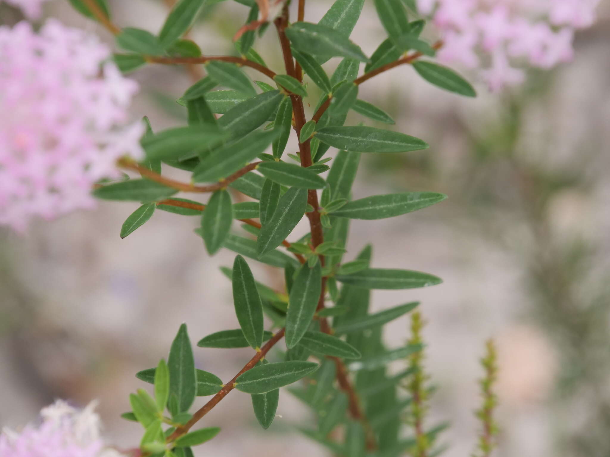 صورة Pimelea hispida R. Br.