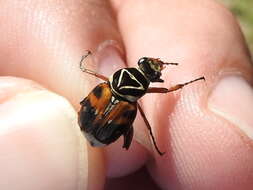 Image of Delta Flower Scarab