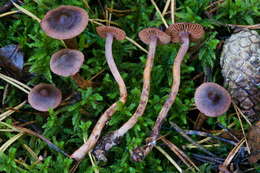 Слика од Cortinarius anthracinus (Fr.) Sacc. 1887