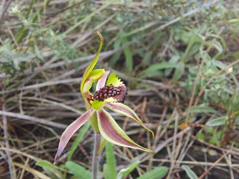 Image de Caladenia conferta D. L. Jones