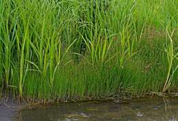 Image of Juncus beringensis Buch.