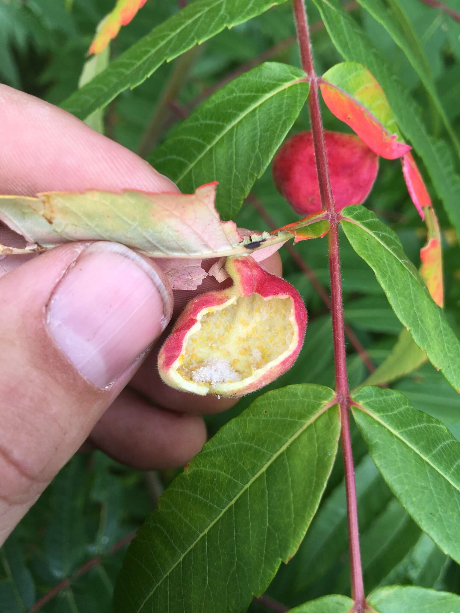 Image of Sumac Gall Aphid