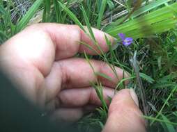 Image of Psoralea laxa T. M. Salter