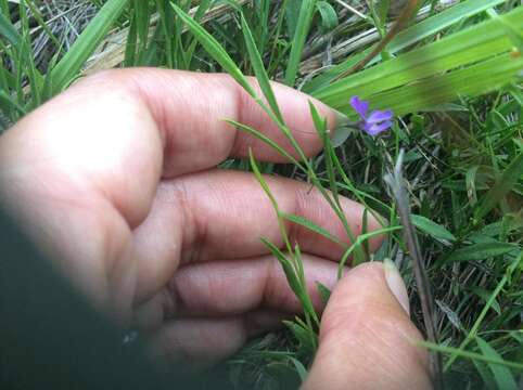 Image of Psoralea laxa T. M. Salter