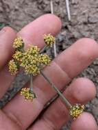 Imagem de Lomatium observatorium L. Constance & B. Ertter