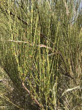 Image of Ephedra americana Humb. & Bonpl. ex Willd.