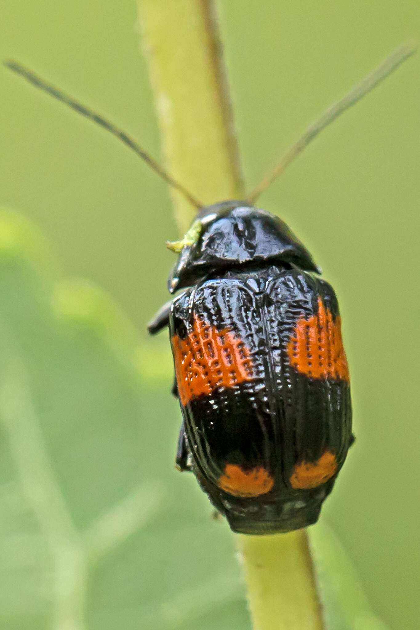 Image of Bassareus mammifer (Newman 1840)