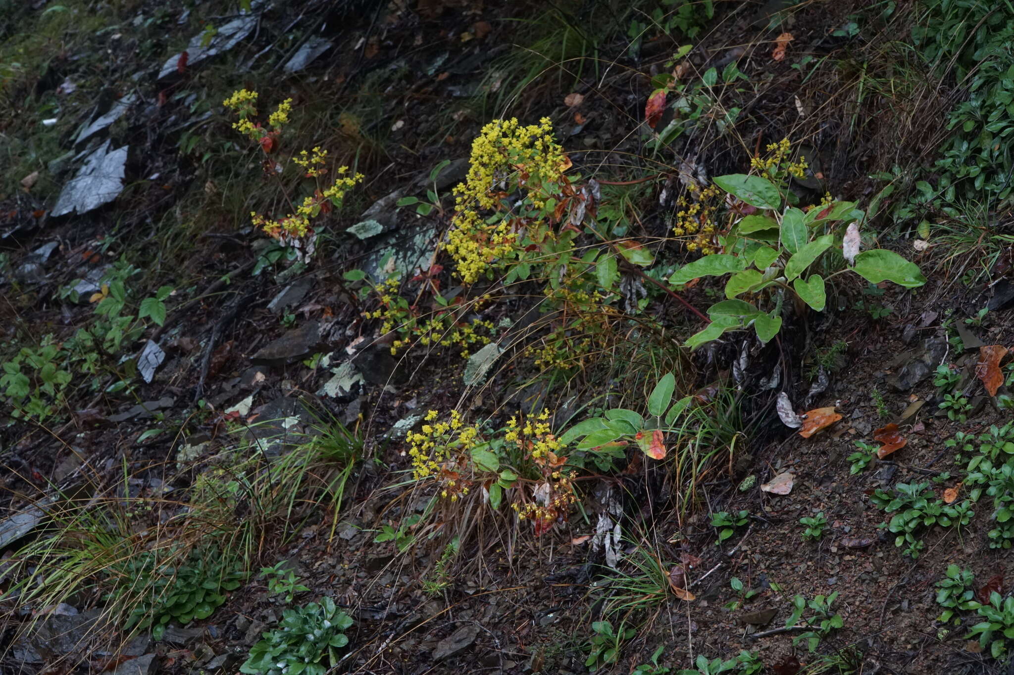 Image of shale barren buckwheat