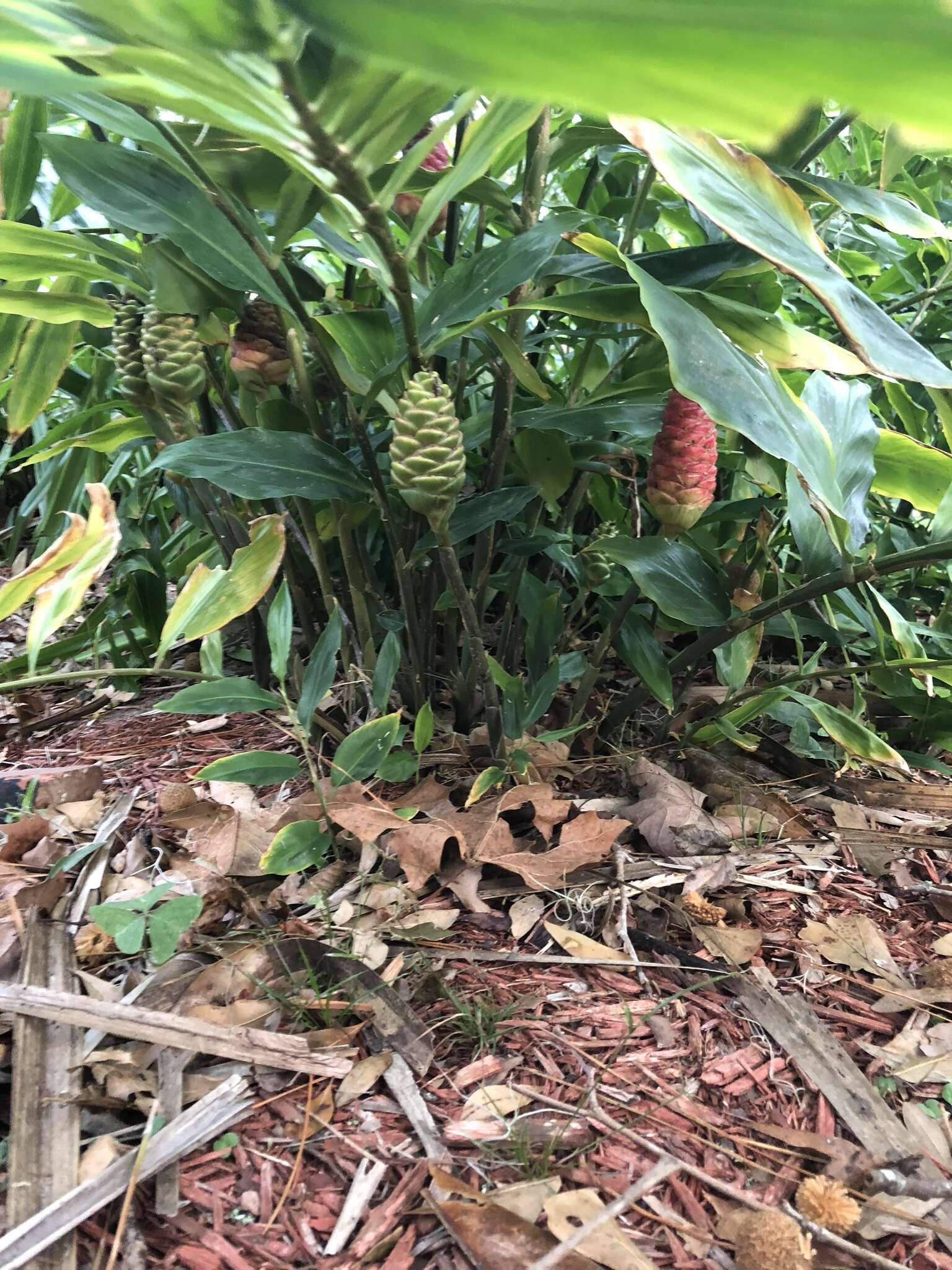 Image of Shampoo Ginger