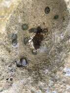 Image of black limpet