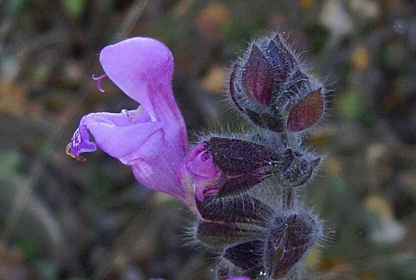 Image of Salvia recognita Fisch. & C. A. Mey.