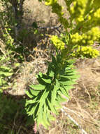 Image of Canada goldenrod