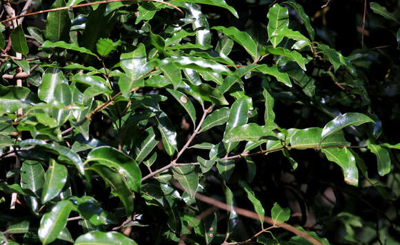 Image of Rubber vine