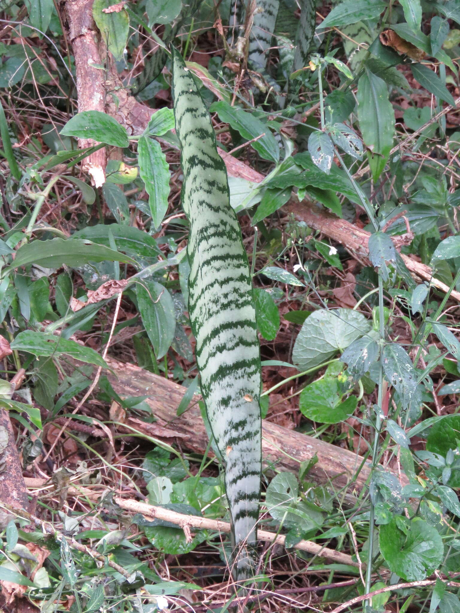 Image of viper's bowstring hemp