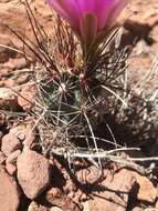 Plancia ëd Sclerocactus parviflorus Clover & Jotter