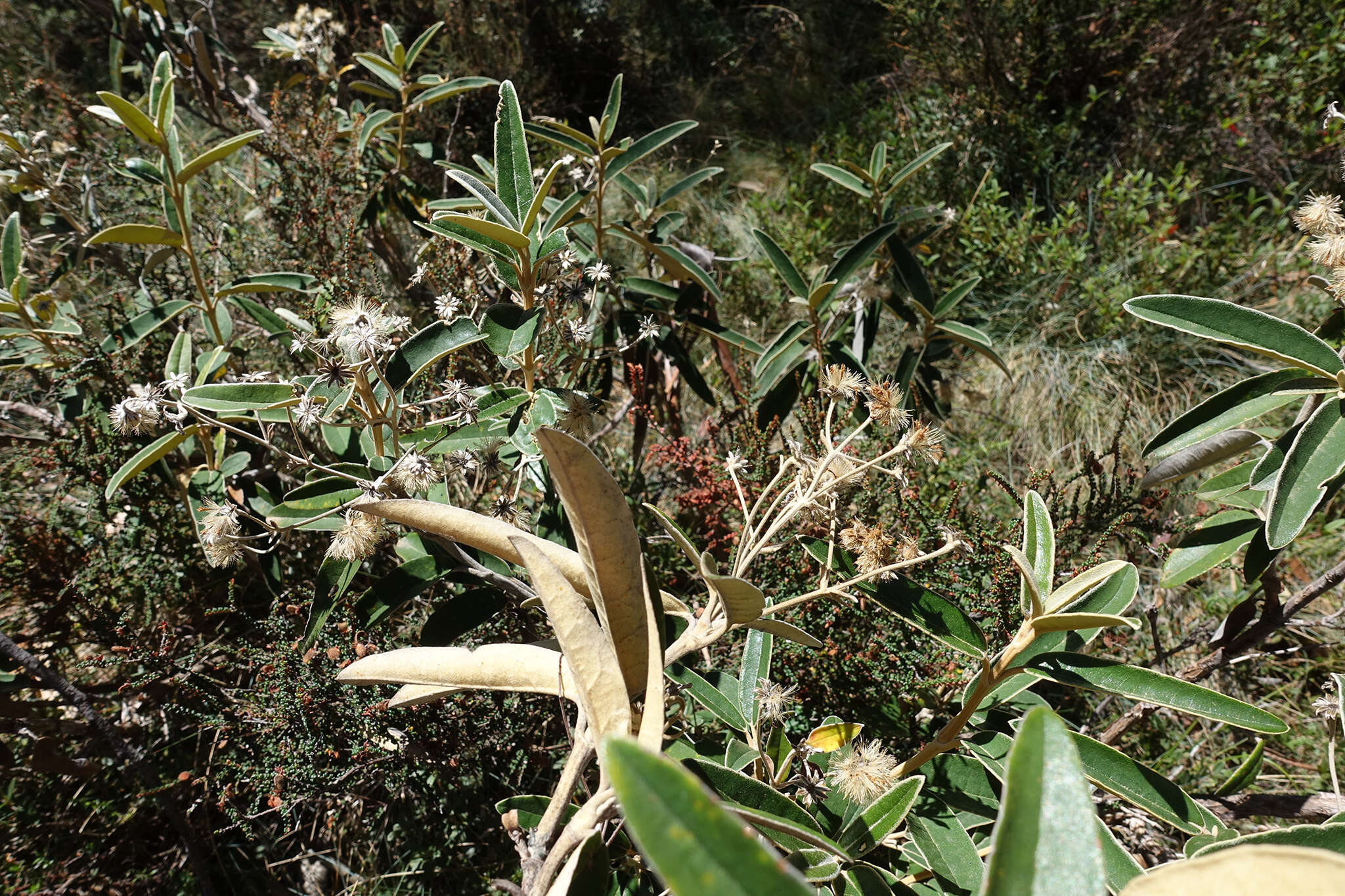 Image of Olearia alpicola (F. Müll.) F. Müll.