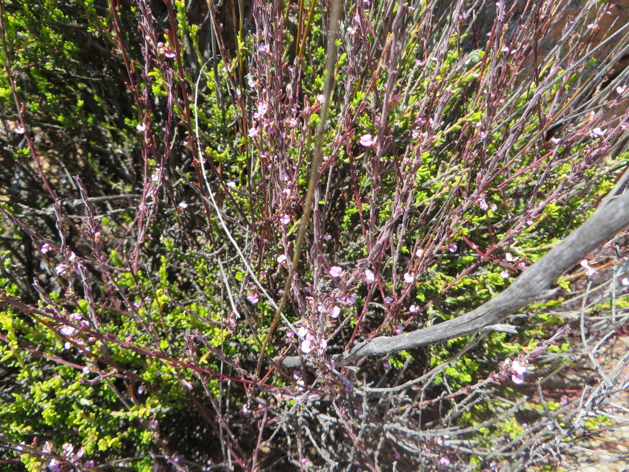 Image of Muraltia dispersa Levyns