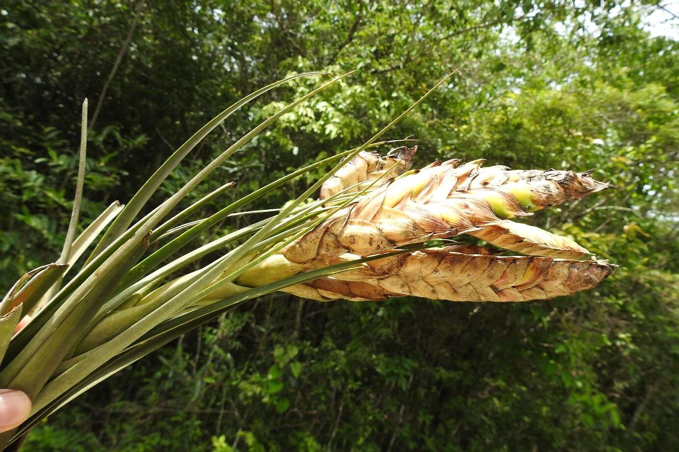 Image of Tillandsia flavobracteata Matuda