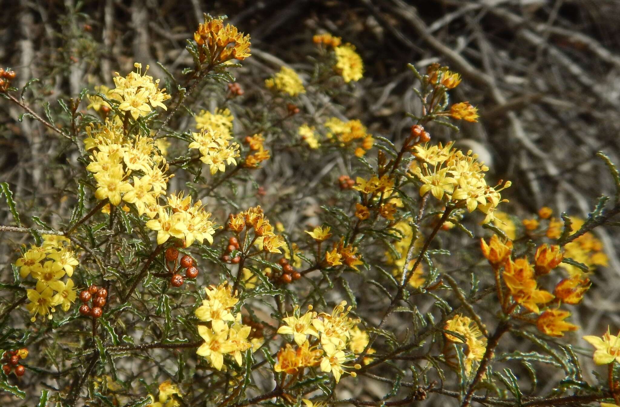 Image of Phebalium bullatum J. M. Black