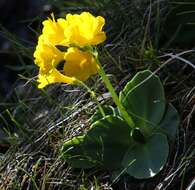 Image of Primula auricula L.