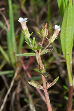 Image de Gratiola pedunculata R. Br.